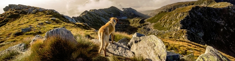 Image illustrant l'article Pourquoi souscrire à une assurance pour votre chien ?