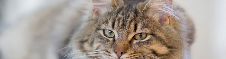 Image illustrant l'article Les mutuelles pour chat : quel fonctionnement pour être remboursé ?