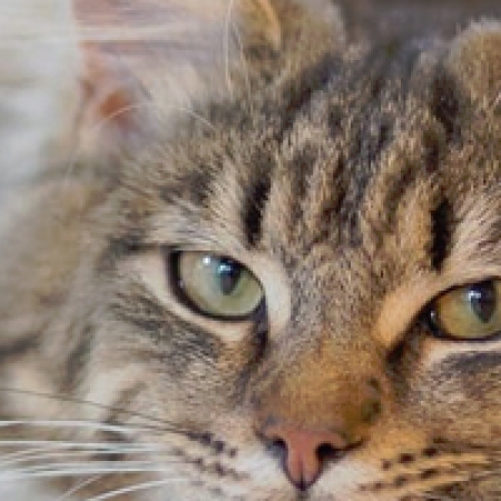 Photo : Les mutuelles pour chat : quel fonctionnement pour être remboursé ?