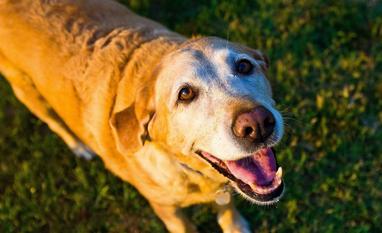 Image illustrant l'article Comment aider mon chien sénior à être heureux et en bonne santé
