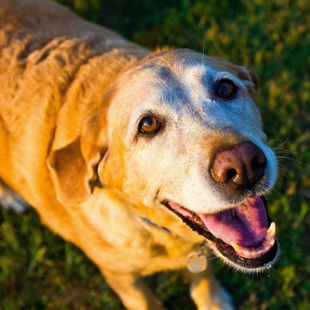 Photo : Comment aider mon chien sénior à être heureux et en bonne santé