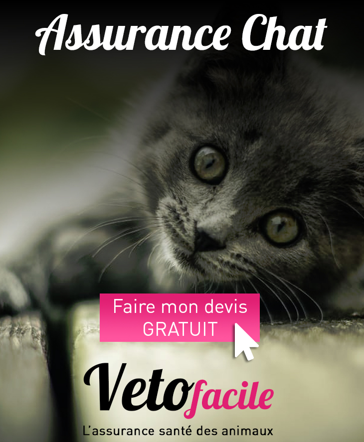 DEVIS GRATUIT