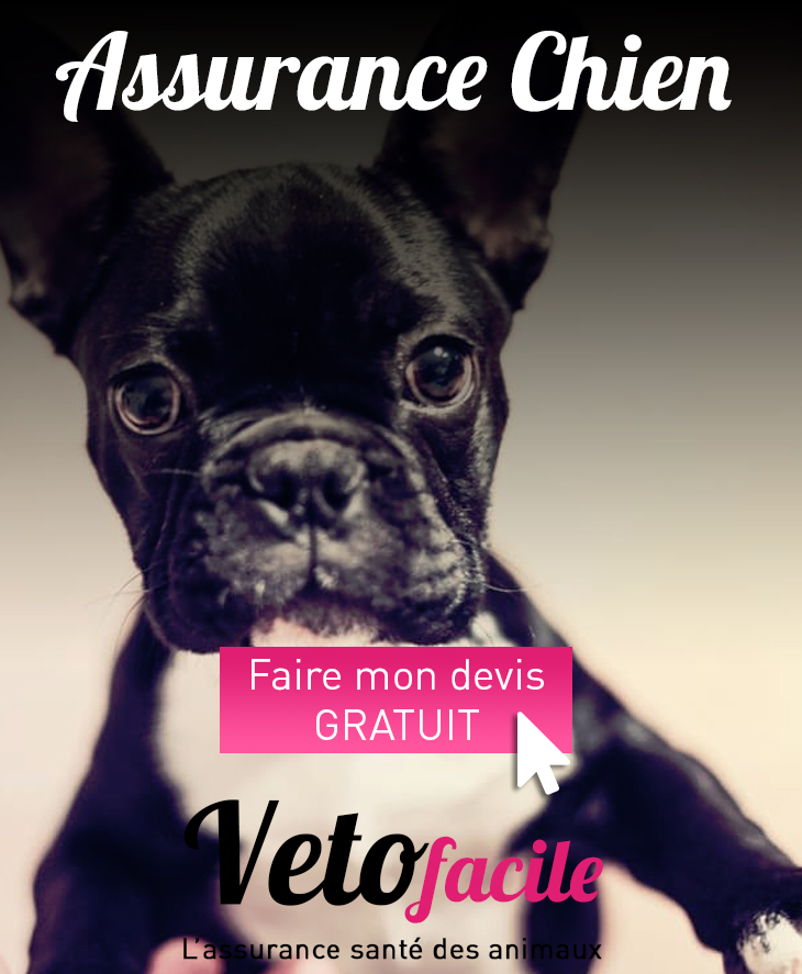 DEVIS GRATUIT