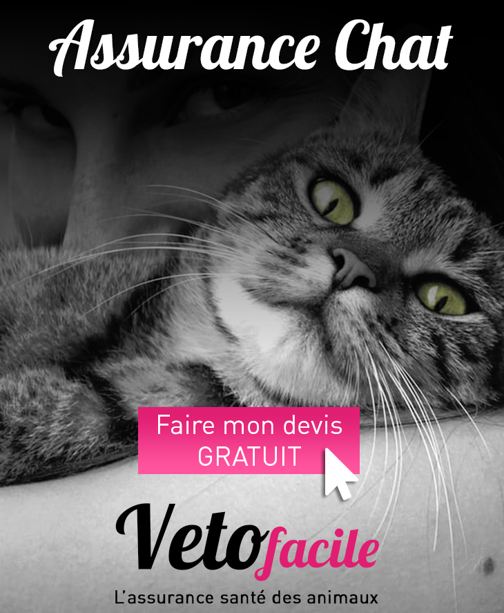 DEVIS GRATUIT