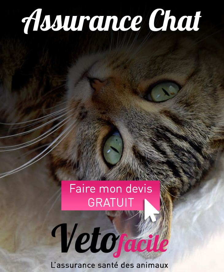 DEVIS GRATUIT