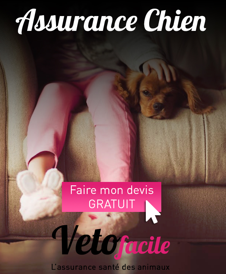 DEVIS GRATUIT