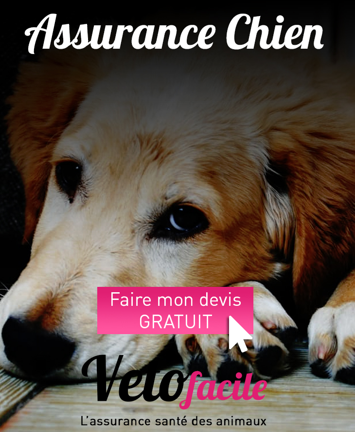 DEVIS GRATUIT