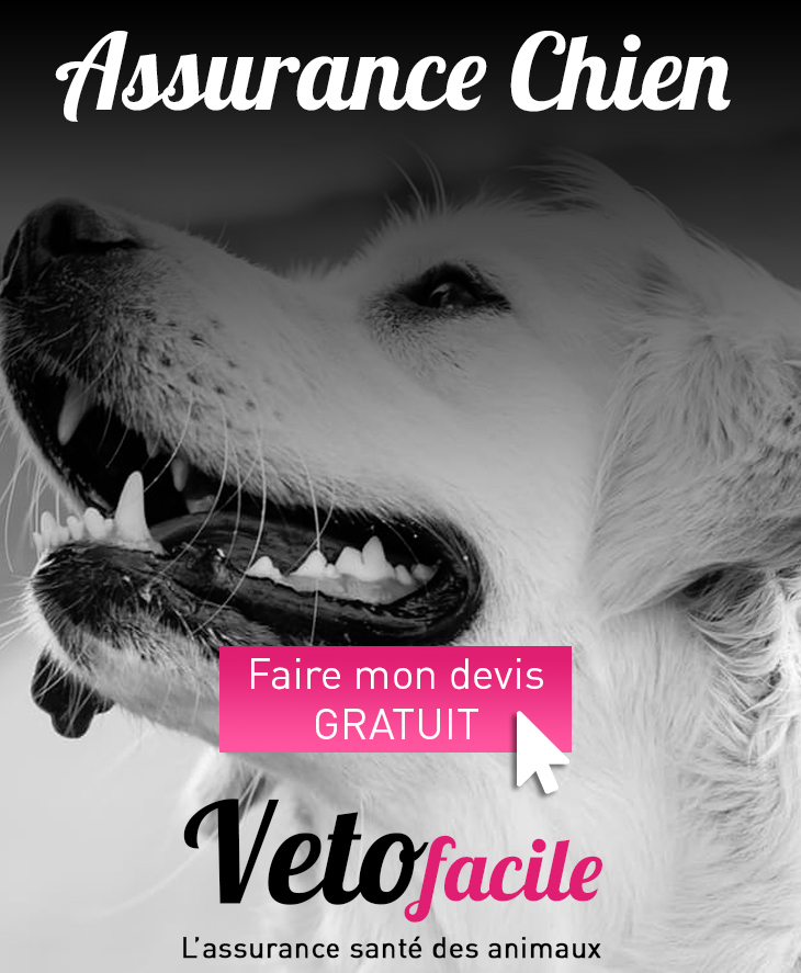 DEVIS GRATUIT